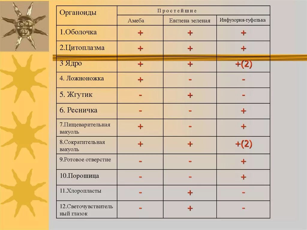 Сходства и различие простейших. Таблица амеба инфузория. Таблица по органоидам простейших. Таблица амебы и эвглены. Сравнительная характеристика амеб.