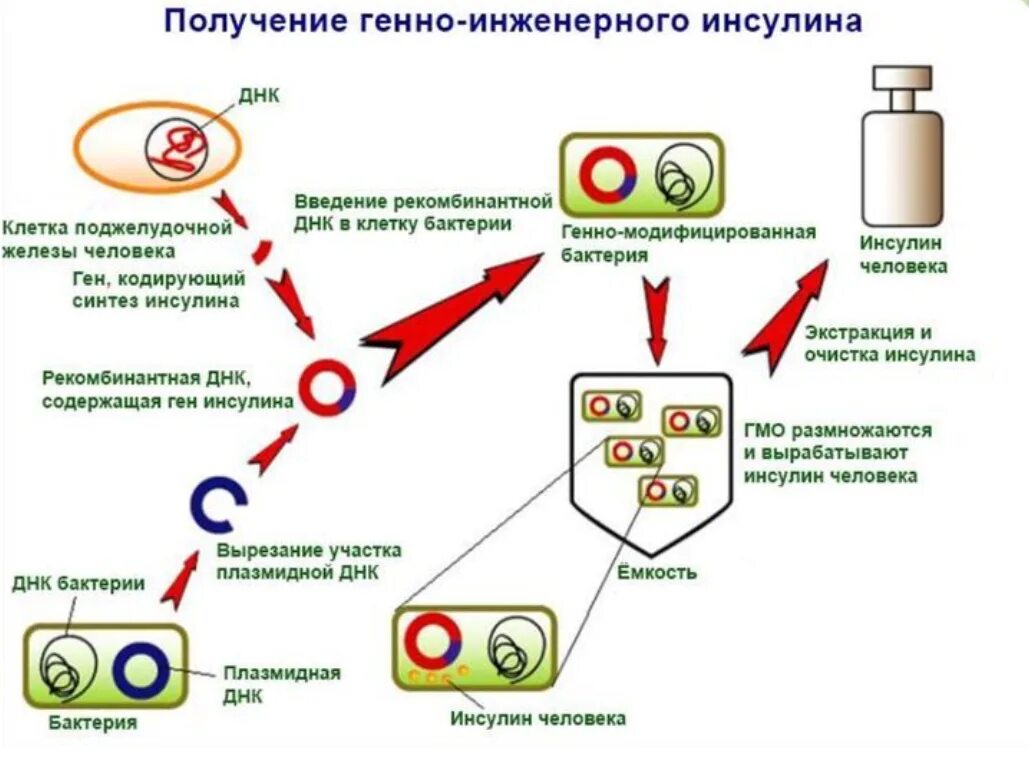 Синтез инсулина последовательность. Схема получения рекомбинантного инсулина. Генно-инженерный модифицированный метод получения инсулина. Генно-инженерный способ получения инсулина. Схема способы получения инсулина человека.