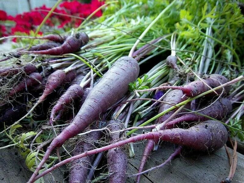 Морковь дикая купить. Дикая морковь dara. Морковь Cosmic Purple. Морковь фиолетовая. Дикая морковь фиолетовая.