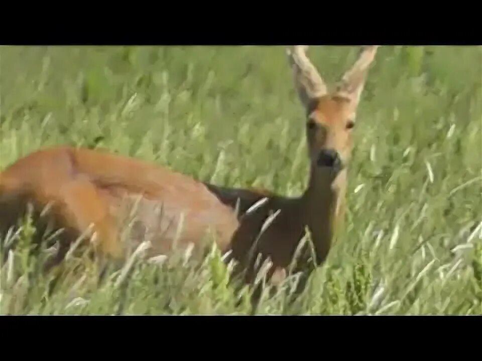 Голос косули самки. Звуки косули. Косуля самец и самка. Голос косули самки. Голос косули самки.