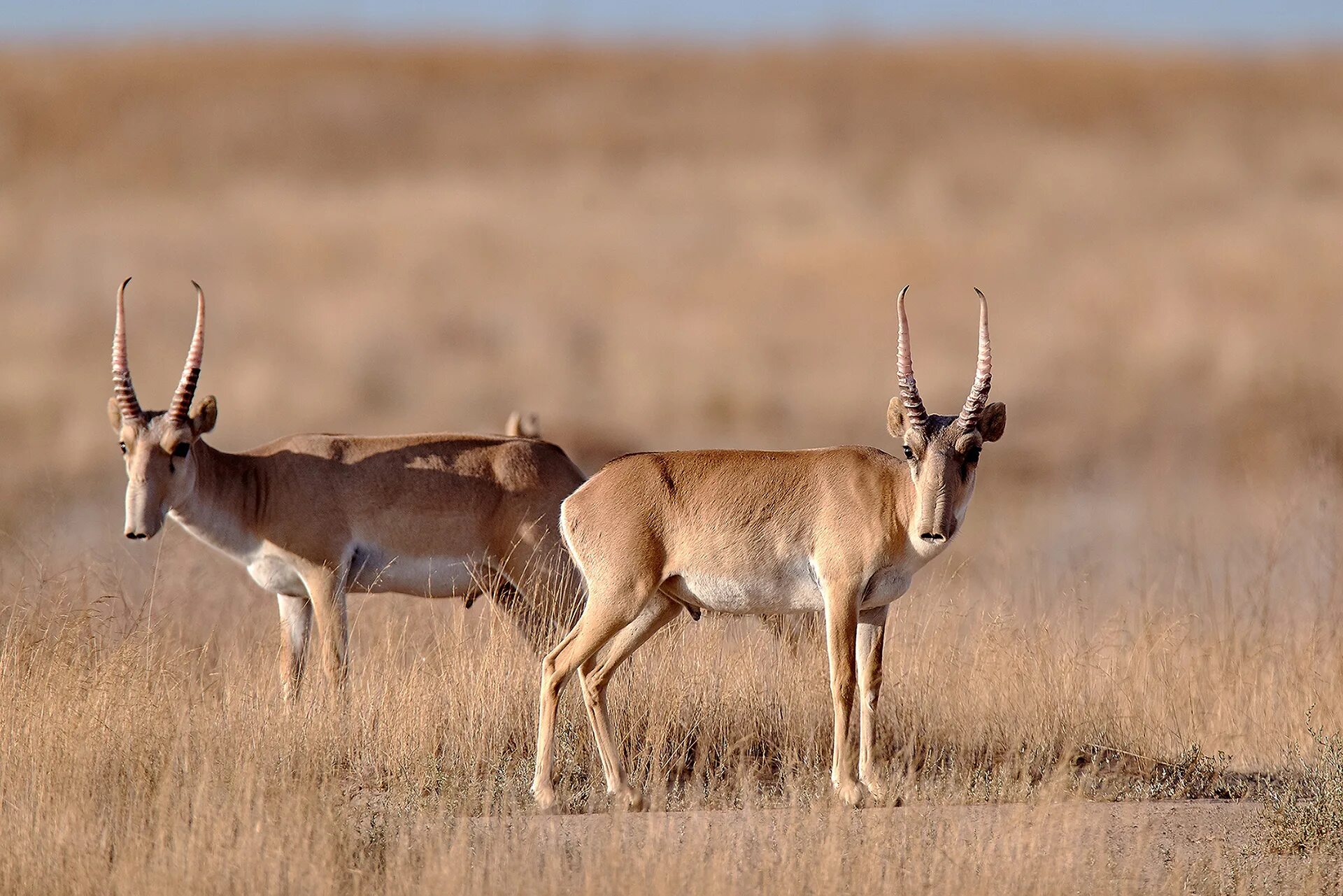 Антилопа сайгак в степи. Где обитает сайгак на каком материке. Животные степи сайгак. Оренбургский заповедник сайгак. Символом какого заповедника является антилопа сайгак.
