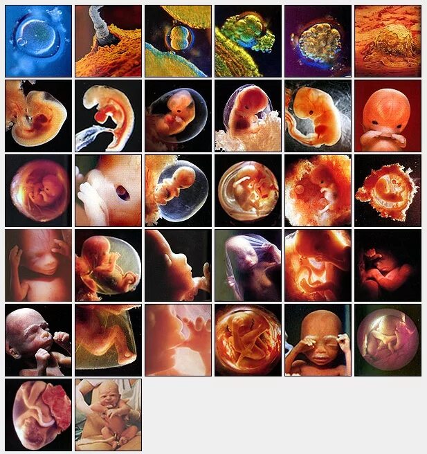 Эмбриональный период беременности. Развитие плода пинеделям. Формирование эмбриона по неделям. Этапы развития эмбриона. Через четыре недели