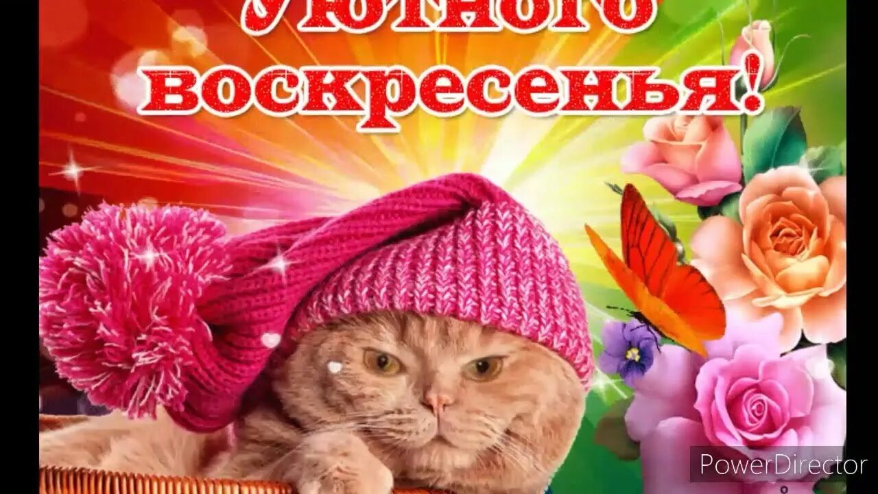 Хорошего настроения на весь день. Открытки отличного дня. Доброго дня и прекрасного настроения. Доброго хорошего настроения видео. Пожелания доброго дня.