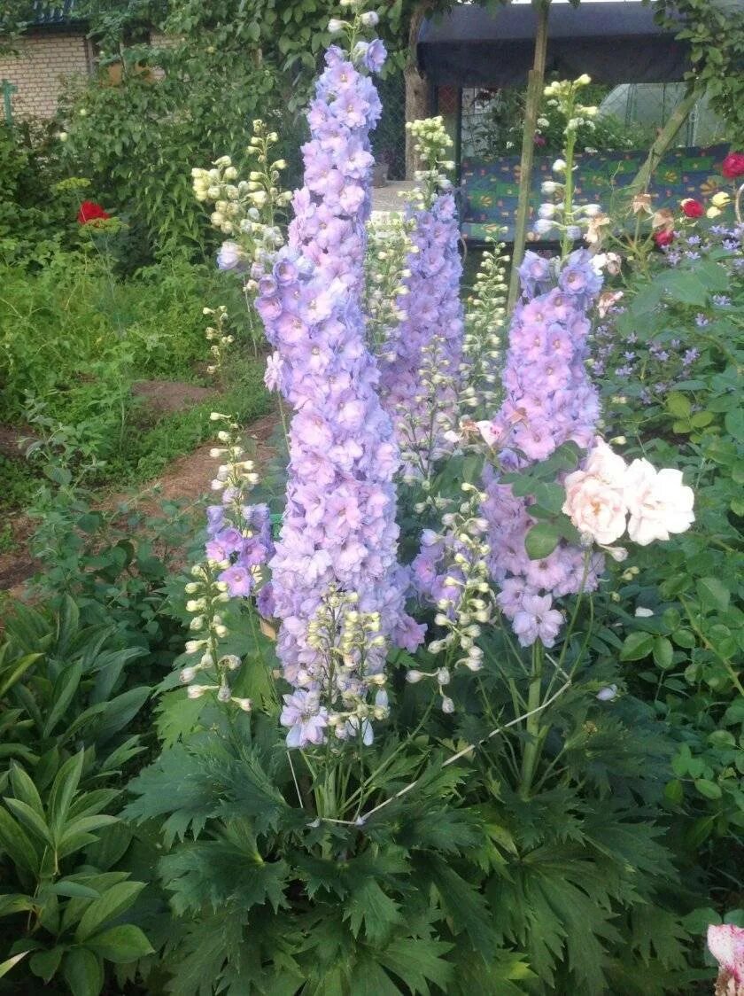 Дельфиниум шпорник белый. Дельфиниум многолетний сорта. Дельфиниум живокость шпорник. Дельфиниум делфиз. Как посадить дельфиниум.