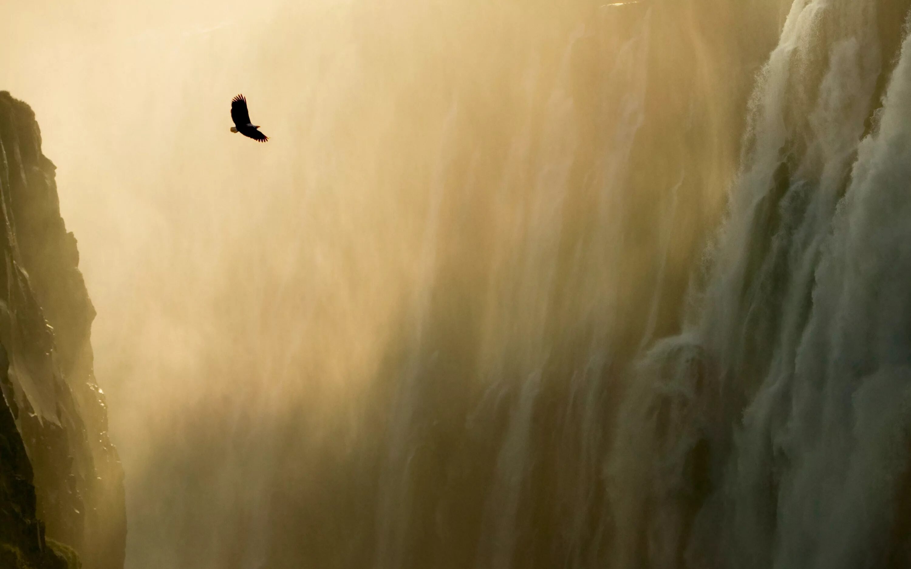Птицы летающие под водой. Птица над пропастью. Парящая птица. Орел на скале. Орел в тумане.