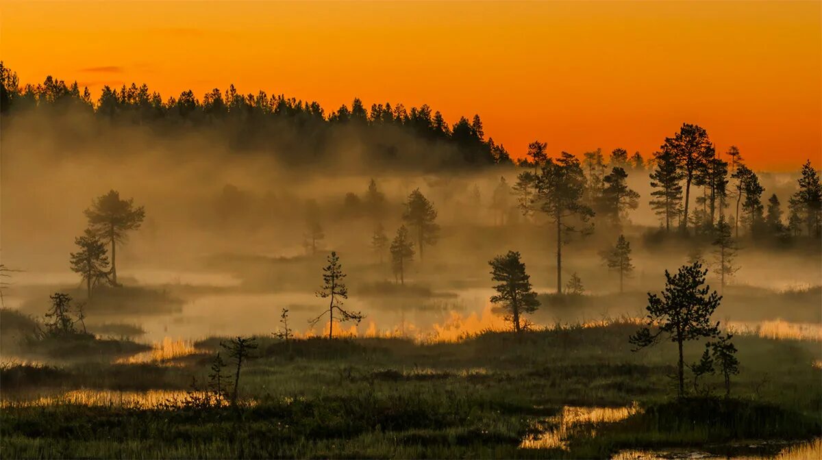 белые ночи в карелии. белые ночи в лесу. белые ночи в лесу. карелия ночью. белые ночи в карелии.