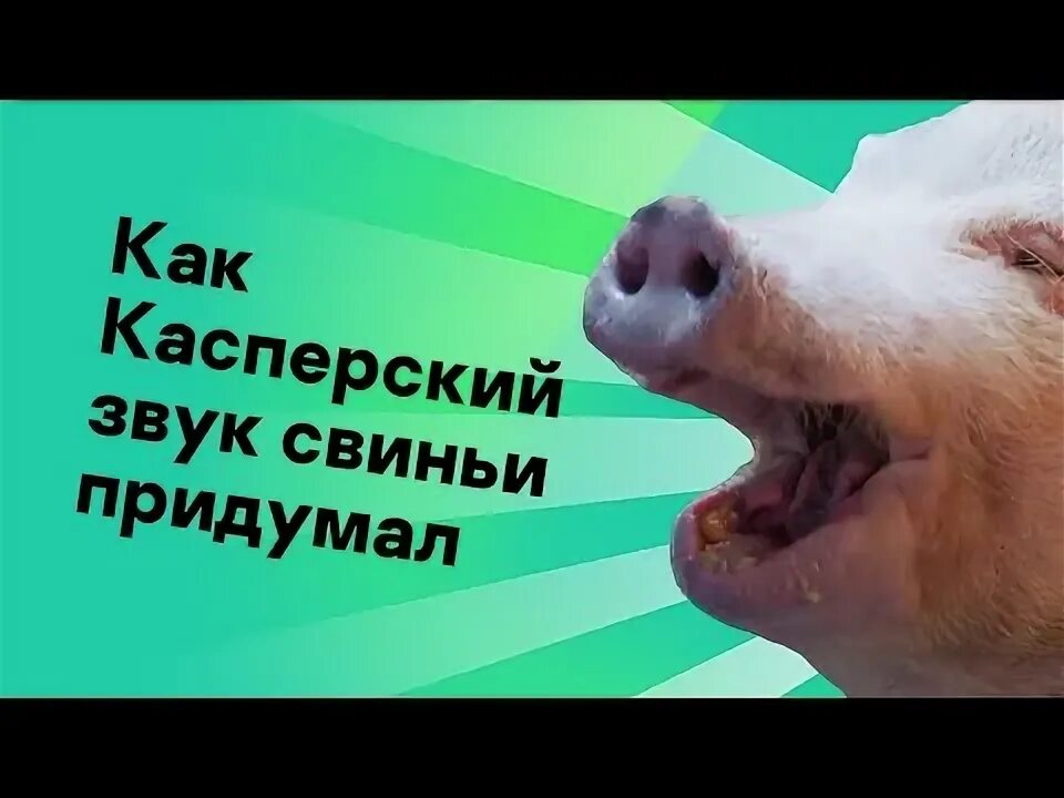 Касперский звук свиньи когда нашел вирус. Касперский звук свиньи. Звук свиньи. Касперский звук свиньи. Касперский визг свиньи.