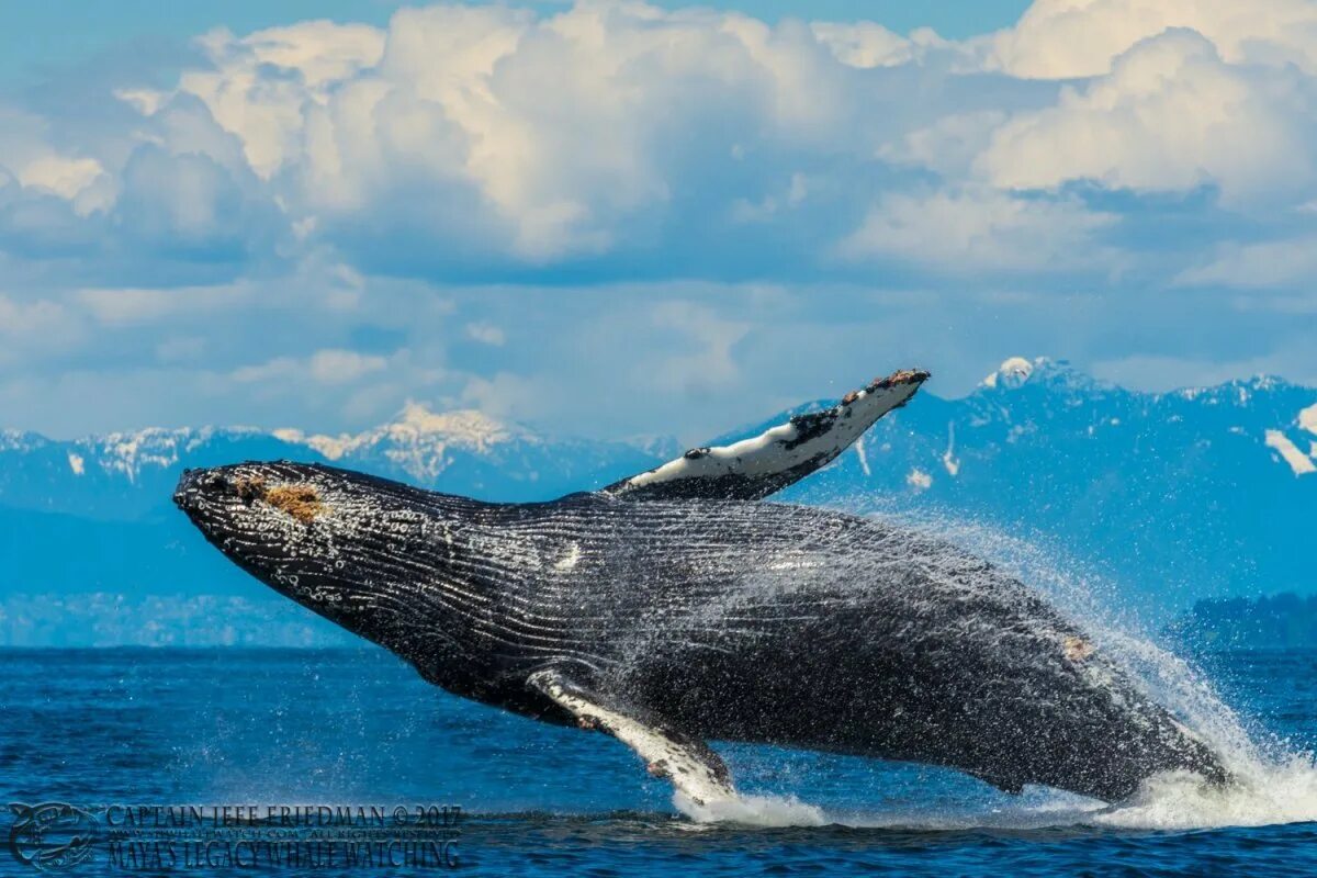 Язык кита. Язык кита. Усы гренландского кита. Язык синего кита. Язык кита.