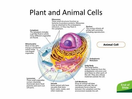 Define cell
