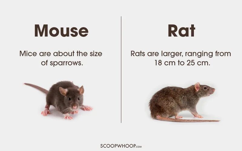 Как будет по английски слово mouse. These are mice. These are mice. Mouse and rat difference between. Drilling на уроках английского языка.