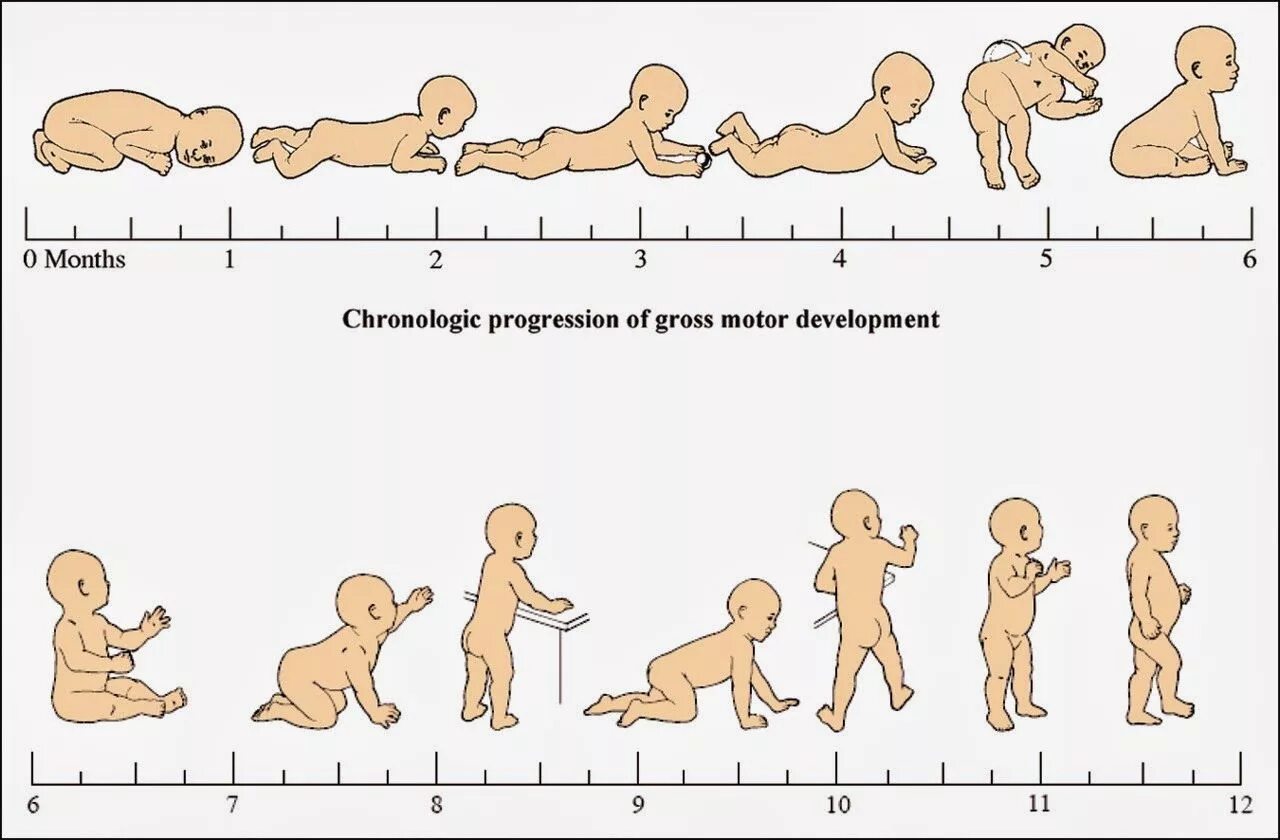 Во сколько месяцев становятся. Схема развития ребенка по месяцам. Периоды развития новорожденного по месяцам. Этапы развития ребенка до года по месяцам. Развитие детей от 0 до 1 года по месяцам.