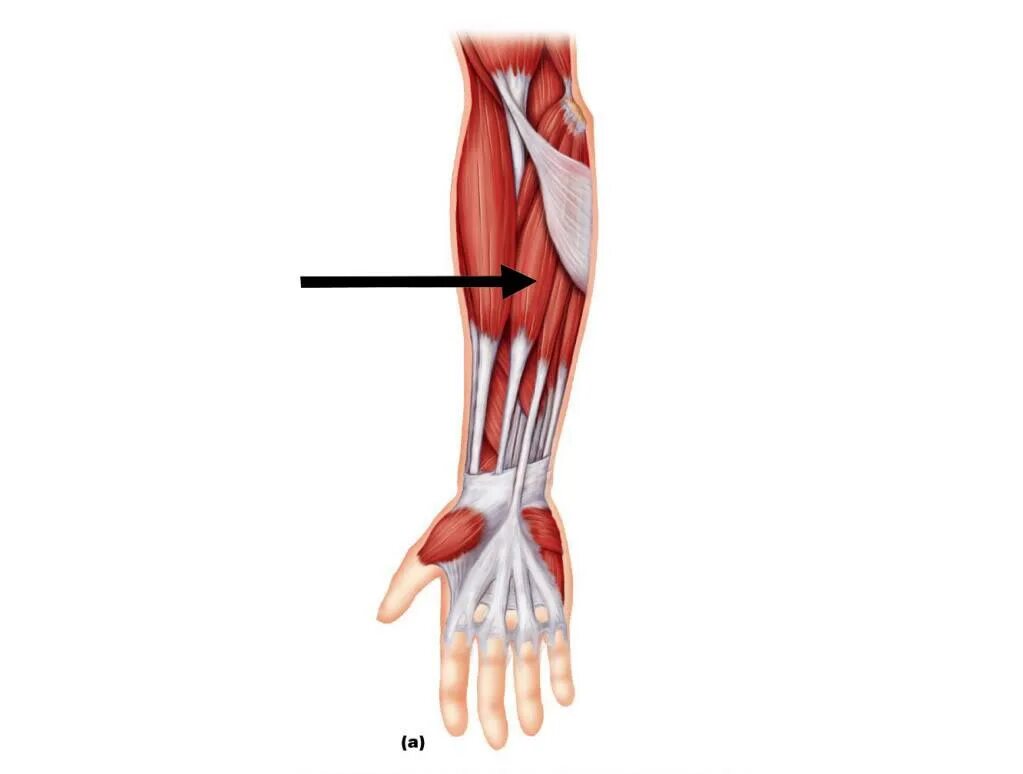 Сухожилие длинных мышц. Флексор карпи радиалис мышца. palmaris longus мышца. flexor extensor carpi radialis. длинная ладонная мышца m. palmaris longus.