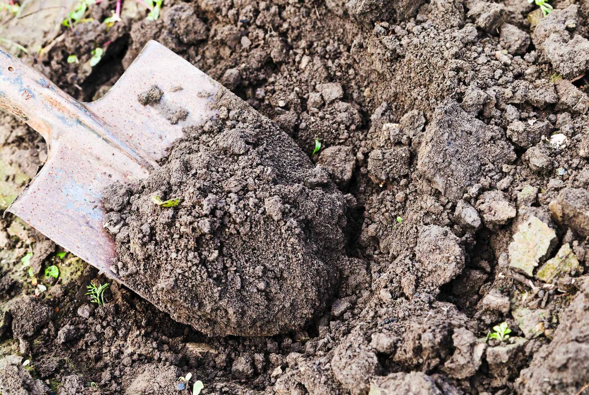 Digging holes. Вскопанная земля. Перекапывание почвы. Лопата в земле. Почва огород.