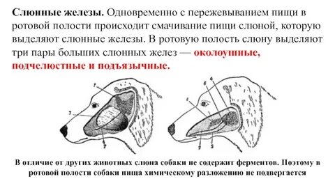 Слюна прозрачная бесцветная жидкость выделяемая слюнными железами