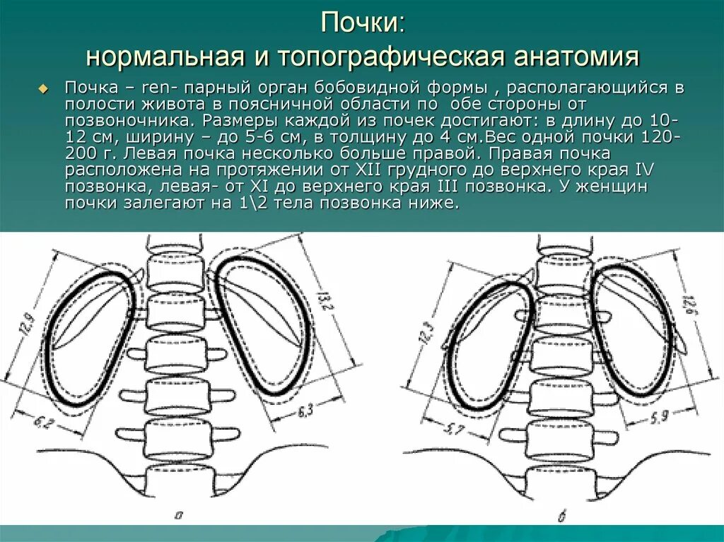 Размеры почек в норме на кт. Нормальные Размеры почек на кт. Размеры почек на кт. Расположение почек в норме на кт.