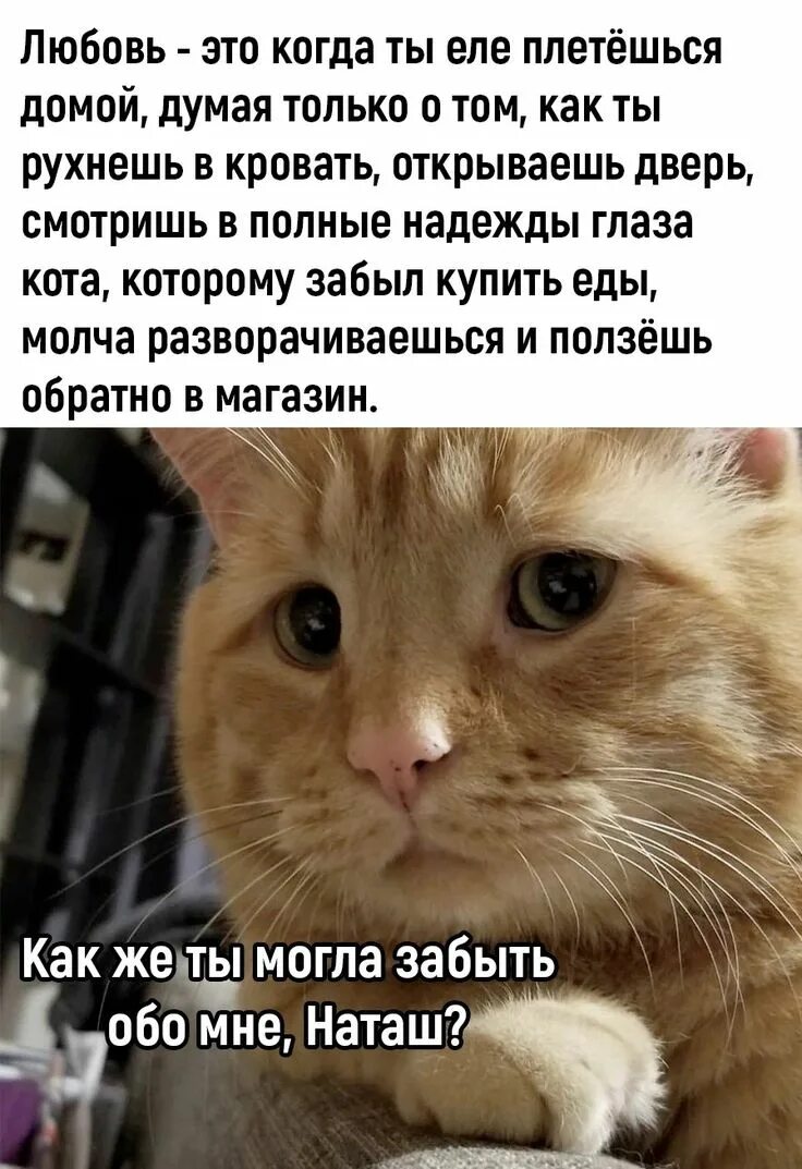 У кого нет кота