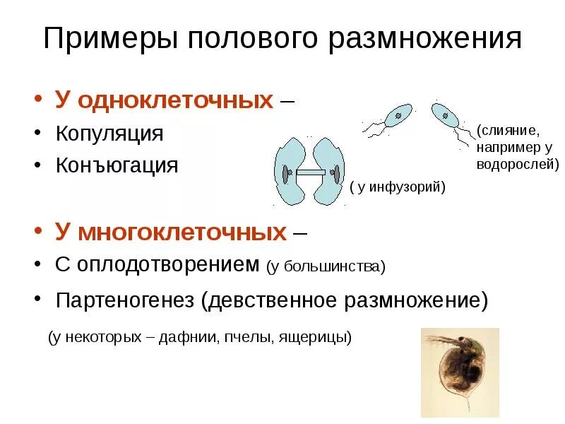 Образование спор партеногенез. Половое и бесполое размножение примеры. Половое размножение у многоклеточных. Примеры полового размножения. Половое размножение примеры организмов.