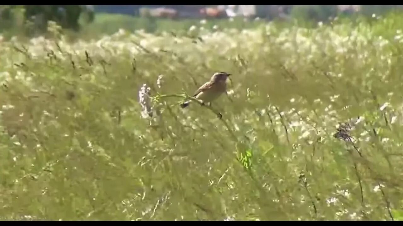 Прослушать песню русское поле. Поле русское поле песня. Русское поле песня Ивашов. Песня русское поле видеоряд. Поле русское поле Кеша.