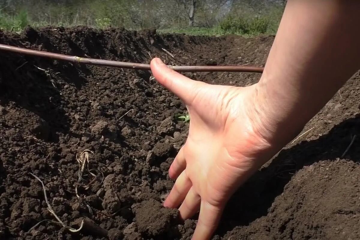 Какую картошку сажать