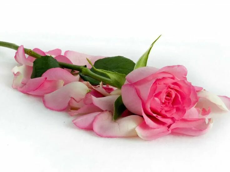 Post rose