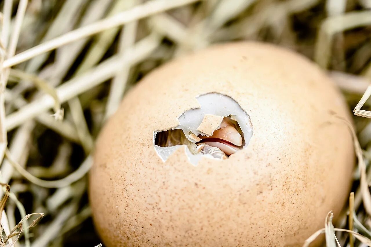 Hatching eggs. Яйцо из которого вылупляется птенец. Цыпленок вылупляется. Цыпленок вылупляется из яйца. Птенец вылупляется.