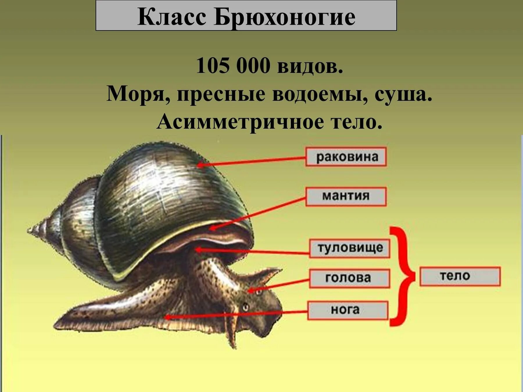 Перечислить классы моллюсков. Класс брюхоногие моллюски Тип раковины. Класс брюхоногие моллюски улитки. Брюхоногие моллюски 7 класс биология. Биология 7 класс класс брюхоногие.