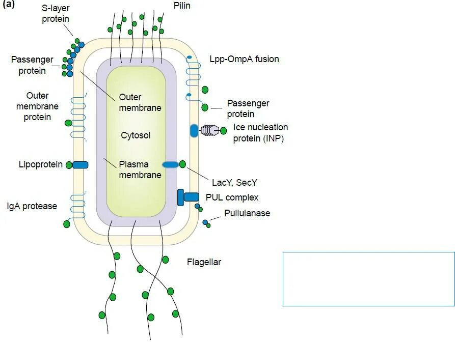 Libs method. E. coli ядра. Клеточная стенка эшерихия коли. Cell surface. Эшерихия коли это прокариот.