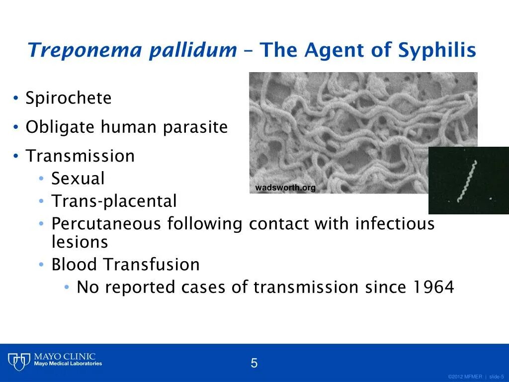 Treponema pallidum суммарные. Исследование на treponema pallidum что это. treponema pallidum анализ. исследование на treponema pallidum igm. что такое болезнь трепонема паллидум.