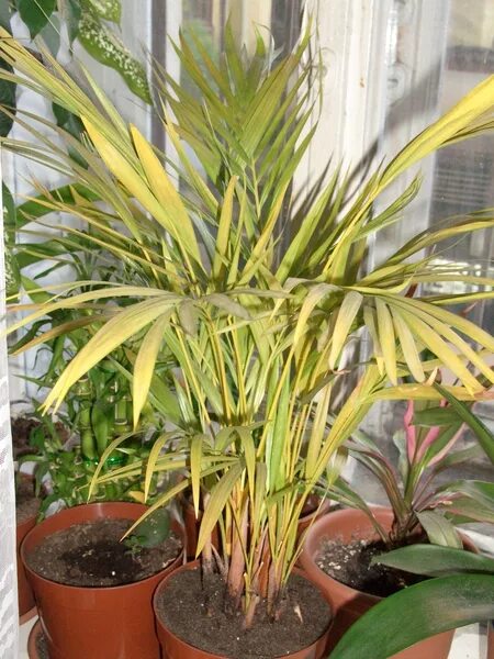 цикас щитовка. финиковая пальма сохнет. гетероспориоз драцена. пальма желтеют листья что делать. альтернариоз драцена маргината.