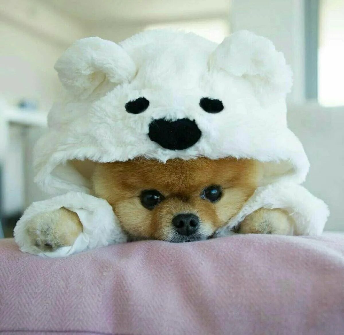 Классные милашки. Померанский шпиц jiffpom. Померанский шпиц БОО. Померанский шпиц jiffpom белый. Померанский шпиц плюшевый.