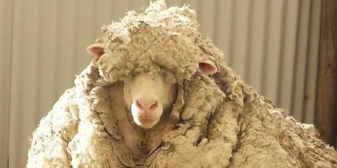 Шерсть паршивой овцы. Блеяние овец. С овцы хоть шерсти. Поговорка с овцы хоть шерсти клок. Клок с паршивой овцы.