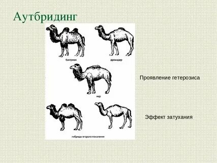 Аутбридинг