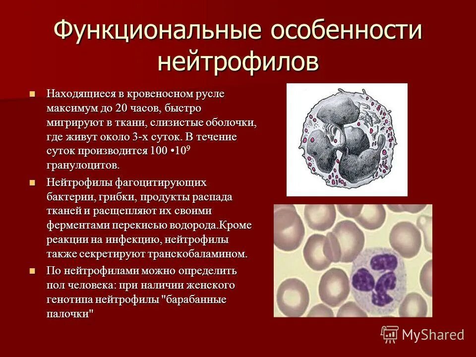 соединительная ткань структурные и функциональные особенности. функция в программировании это. синдром рикошета. оценка функционального языка. нейтрофилы строение и функции.