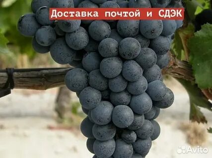 Виноград почтой