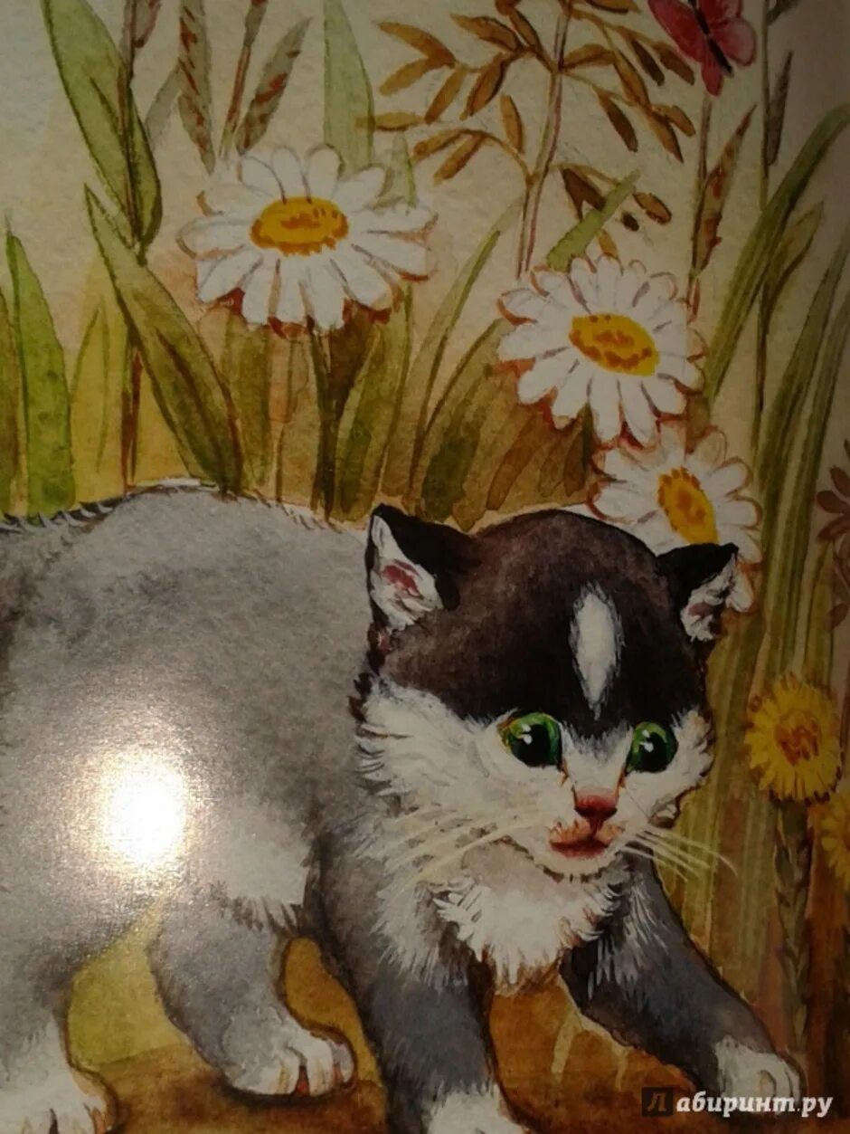Лев толстой котенок. Лев Николаевич толстой котенок. Лев Николаевич толстой котёнок толстой. Лев толстой котенок иллюстрации.
