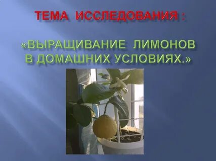 Тема лимонов