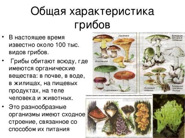 Грибы характеристика. Царство грибы общая характеристика. Грибы и их характеристики. Грибы и их характеристики. Грибы и их характеристики.