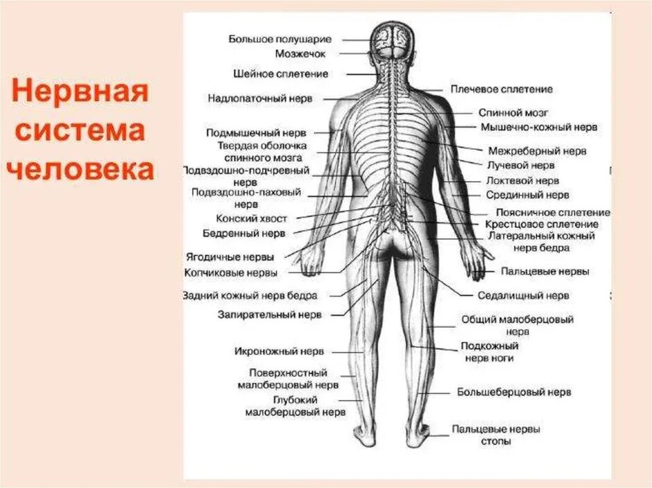 Какие органы входят в нервную систему человека. Анатомическая нервная система. Строение нервной системы человека. Строение нервной системы человека схема. Подробную общую схему строения нервной системы человека.