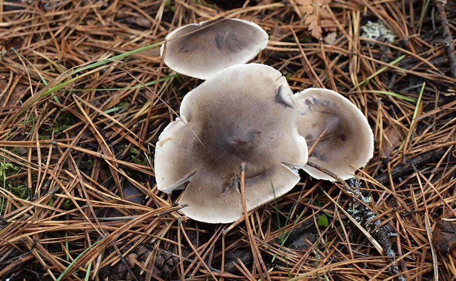 рядовка землистая. рядовка еловая грибы. грибы отряд рядовок. горчак гриб. рядовка горчак.