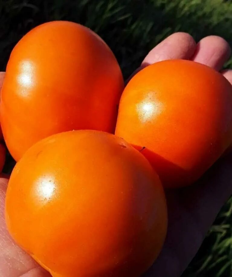 Томат персимон хурма. Сорт томатов хурма. Помидоры сорт хурма. Томат хурма желтая. Томат хурма среднеспелый.