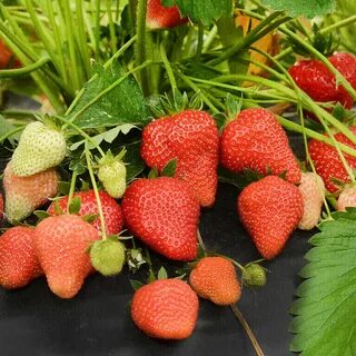 Клубника априка описание сорта фото отзывы