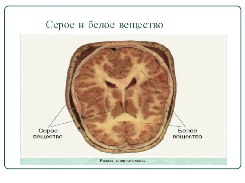 Функции головного мозга белое вещество серое вещество. Серое и белое вещество нервной системы. Строение белого и серого вещества нервной системы. Белое и серое вечещства. Что находится в сером веществе