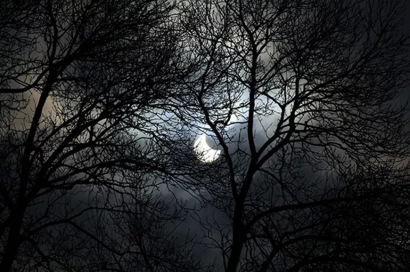 Луна сквозь деревья. Свет Луны сквозь крону деревьев. Вид на луну сквозь деревья. Молодая Луна сквозь деревья. Зима Луна снег.