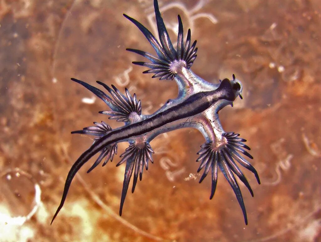 Glaucus atlanticus дракон. Голубой ангел (glaucus atlanticus). Голожаберные моллюски голубой ангел. Что такое главк. Морской голожаберный моллюск дракон.