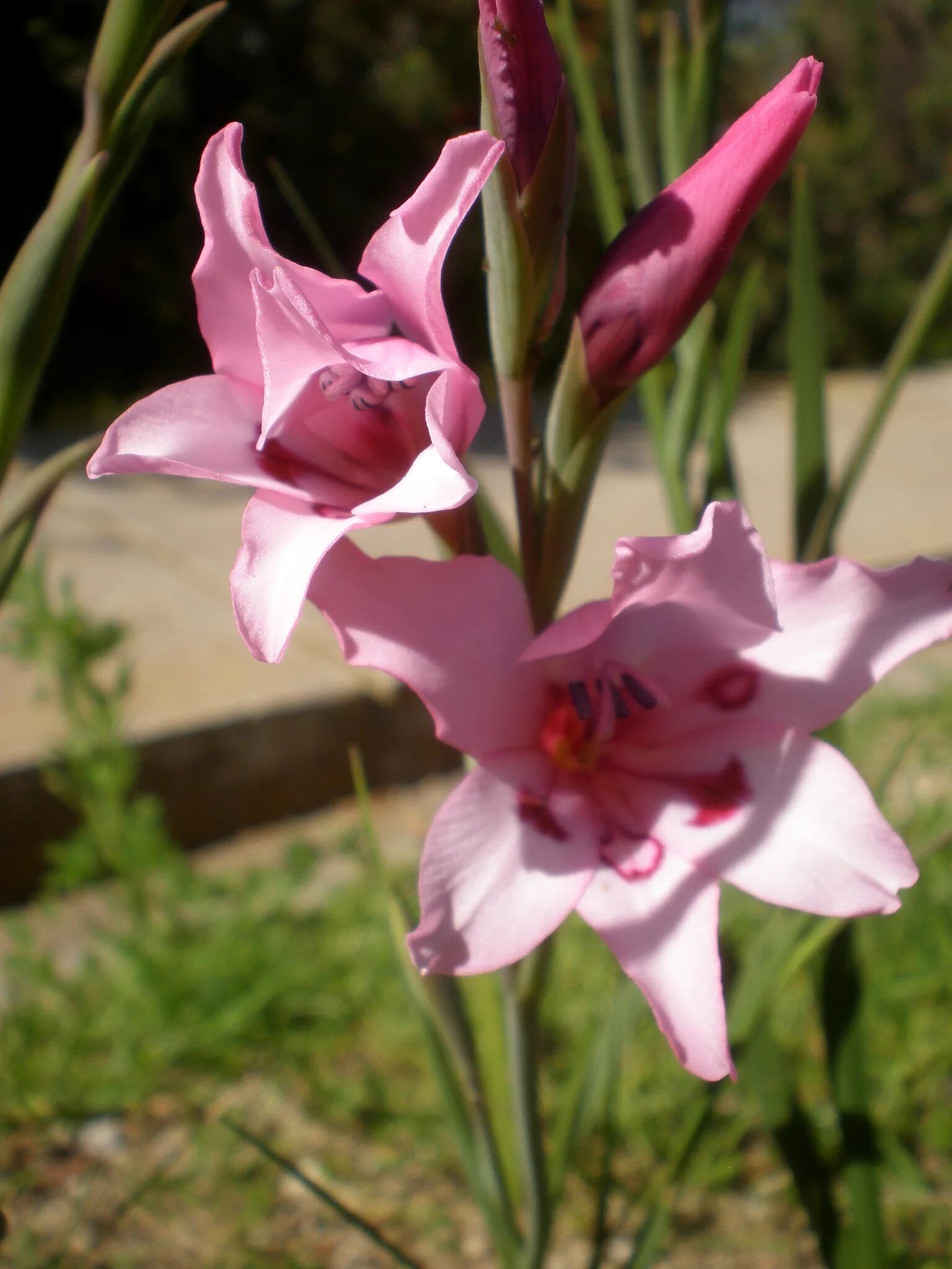 Гладиолус шпажник. Типа гладиолусы. Гладиолус ovatie. Гладиолус казимир. Гладиолус циркус клаб.