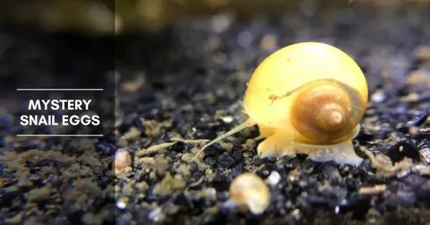 Dragon adventures snail egg