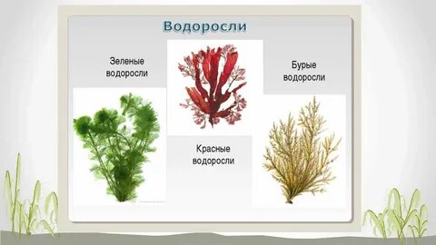 Красные водоросли представители названия