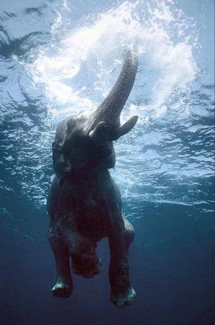 Животные под водой. Слон под водой. Слон плавает. Слоны плавают.