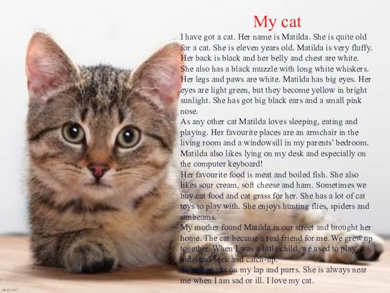 текст. интересные рассказы о домашних кошках. рассказать о коте. маленькие рассказы об коше. небольшой рассказ о коте.