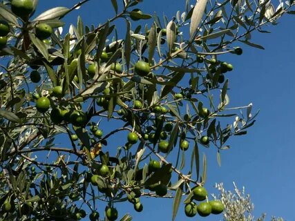 Olea europaea fruit extract